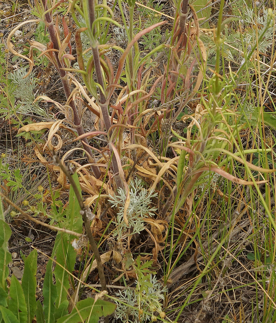 Image of Silene wolgensis specimen.