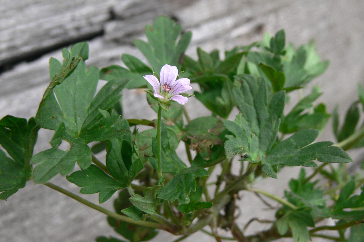 Image of Geranium sibiricum specimen.