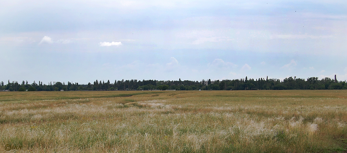 Изображение особи Stipa pennata.