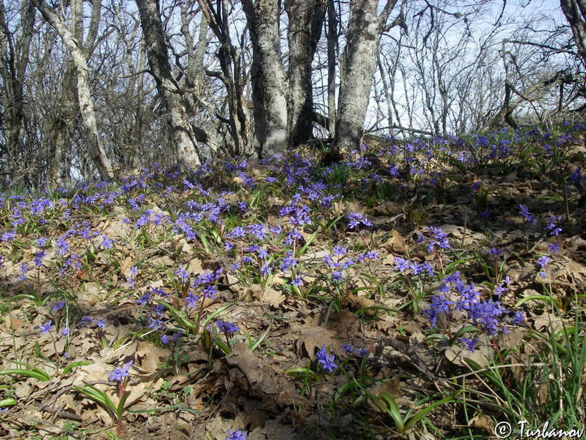 Image of Scilla bifolia specimen.