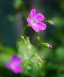 Geranium palustre