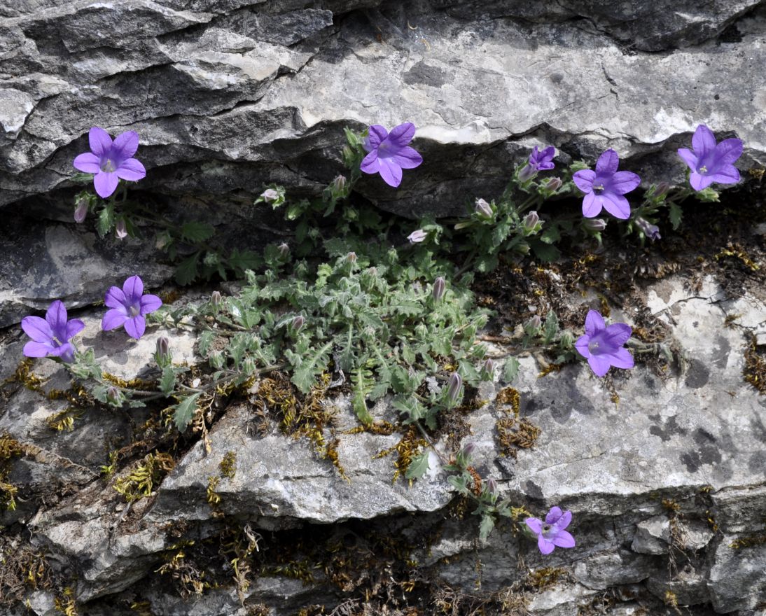 Изображение особи Campanula rupestris.