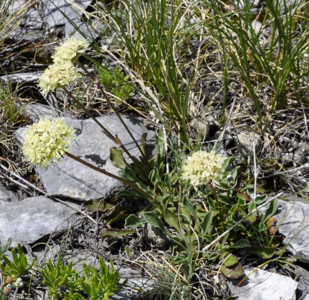 Изображение особи Saponaria bellidifolia.
