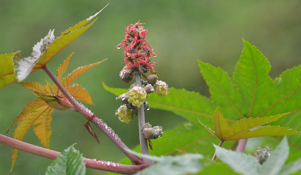 Изображение особи Ricinus communis.