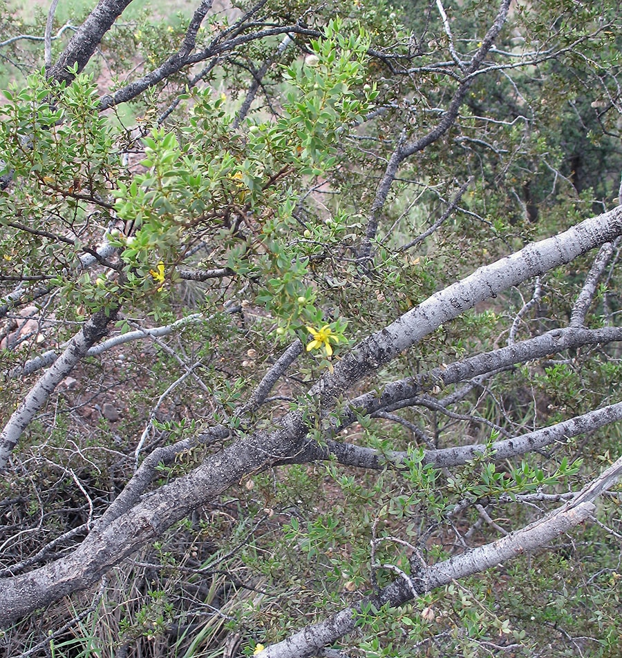 Изображение особи Larrea tridentata.