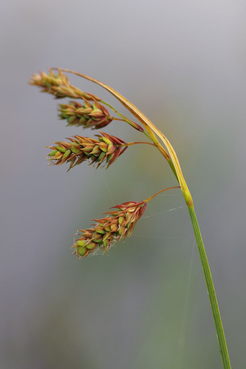 Image of Carex paupercula specimen.