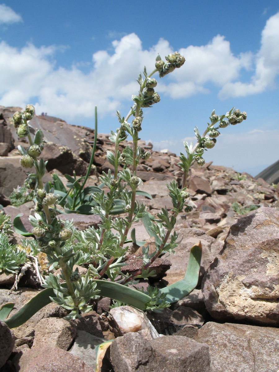 Изображение особи Artemisia aschurbajewii.