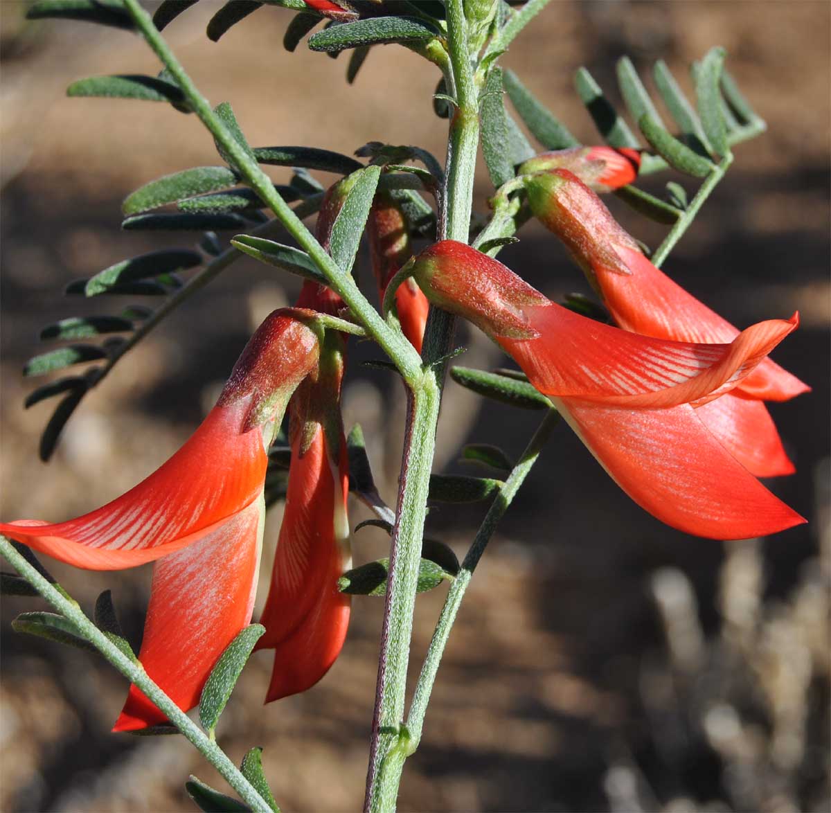 Image of Sutherlandia frutescens specimen.