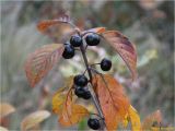 Frangula alnus. Веточка с зрелыми плодами и листьями в осенней окраске. Украина, Ивано-Франковская обл., Болеховский горсовет, Поляницкий сельсовет, Поляницкий региональный ландшафтный парк, опушка леса на склоне горы Погар. 15.10.2017.