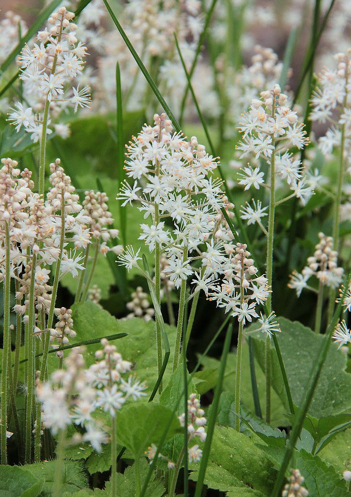 Image of Tiarella cordifolia specimen.