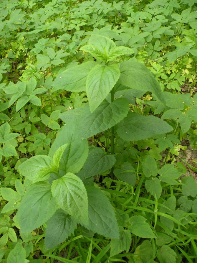 Image of Scrophularia nodosa specimen.