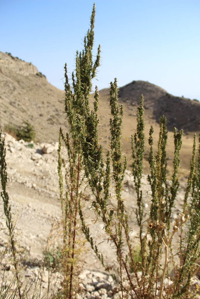 Image of Artemisia tournefortiana specimen.