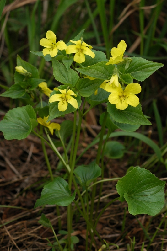 Image of Viola acutifolia specimen.