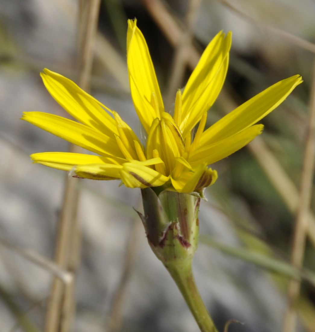 Image of genus Scorzonera specimen.