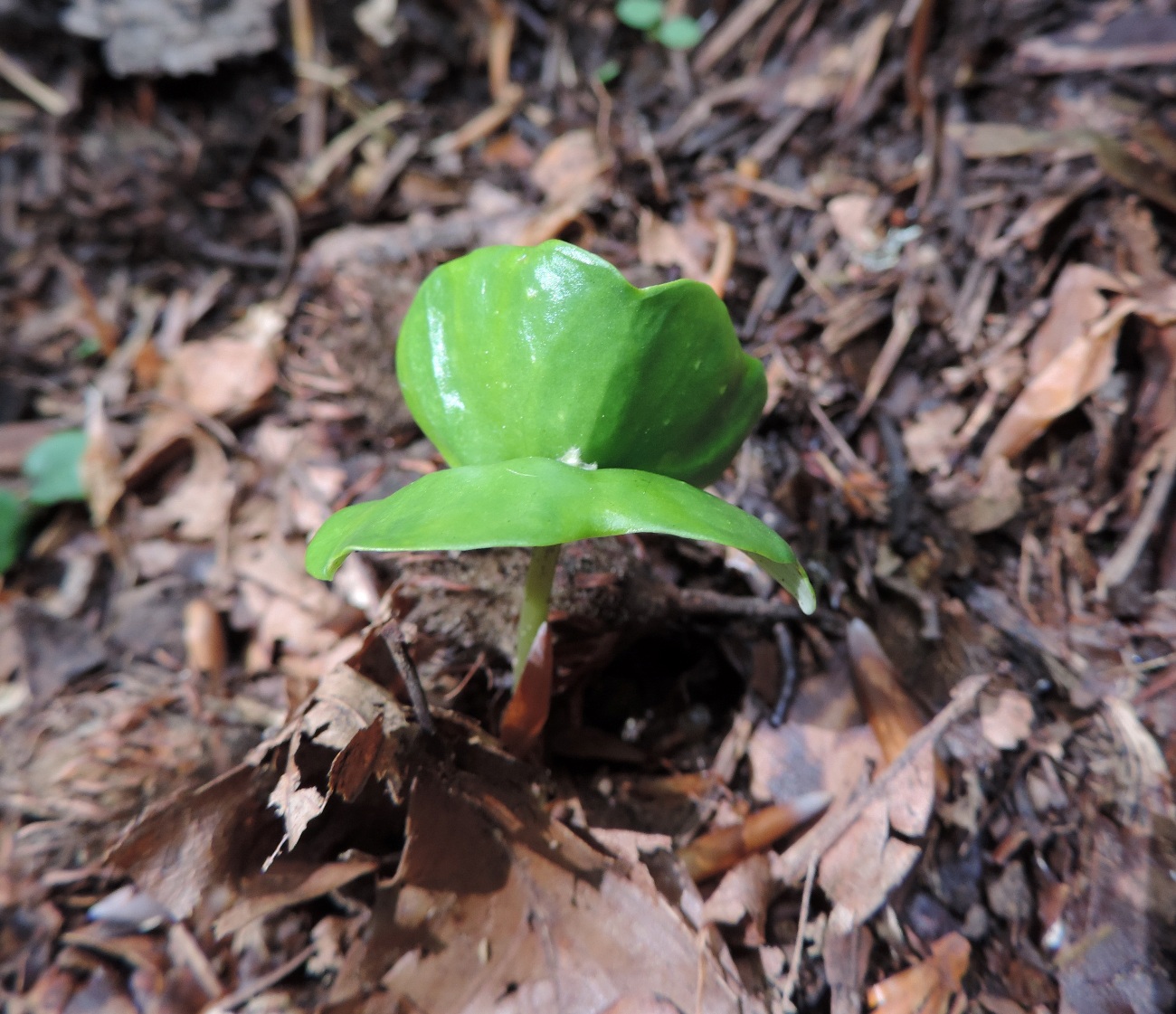 Image of Fagus orientalis specimen.