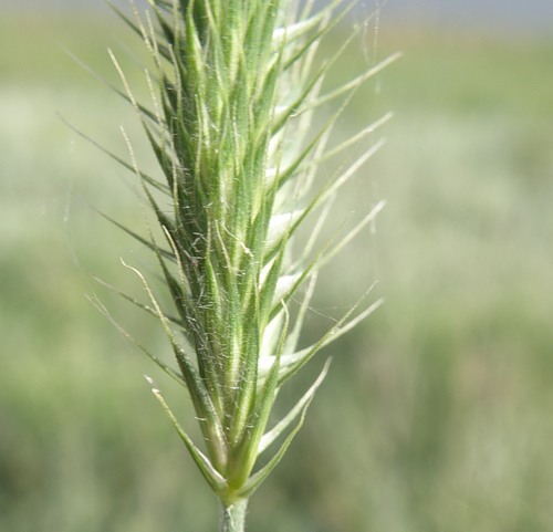 Изображение особи Agropyron pectinatum.