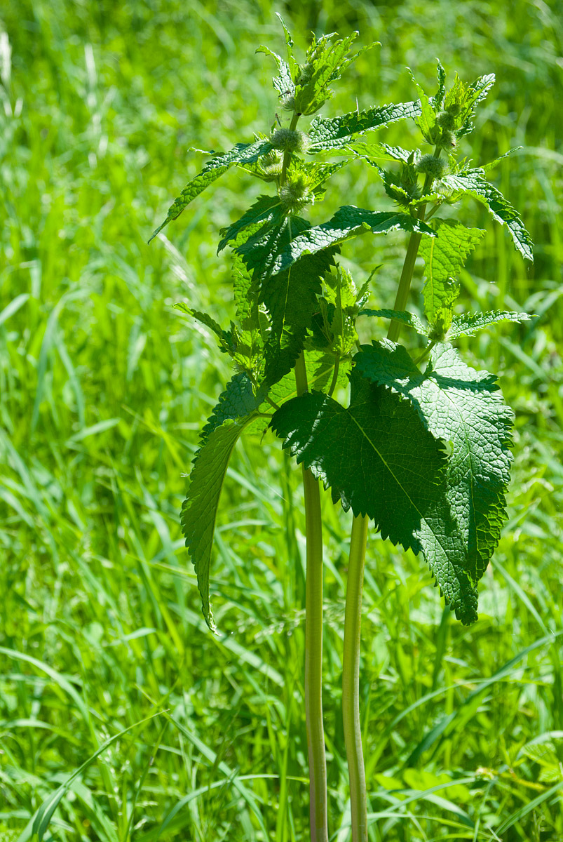 Image of Phlomoides tuberosa specimen.