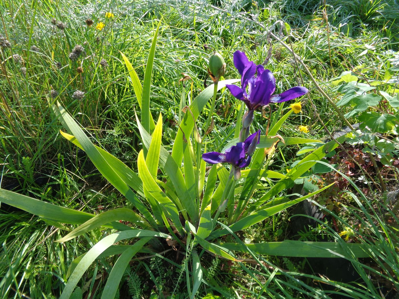 Изображение особи Iris aphylla.