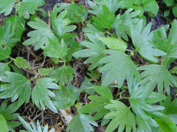 Image of Tilia cordata specimen.