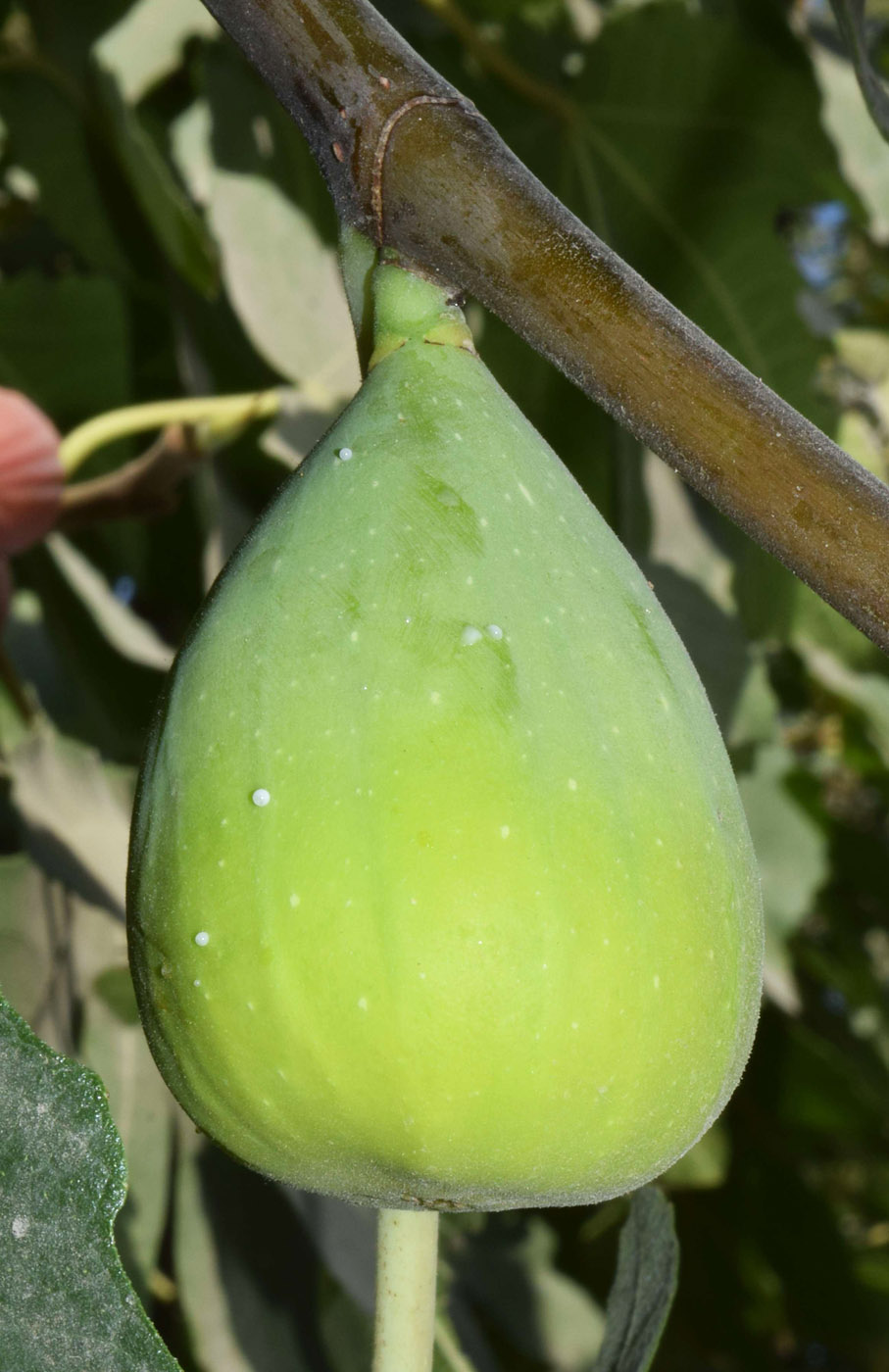 Image of Ficus carica specimen.