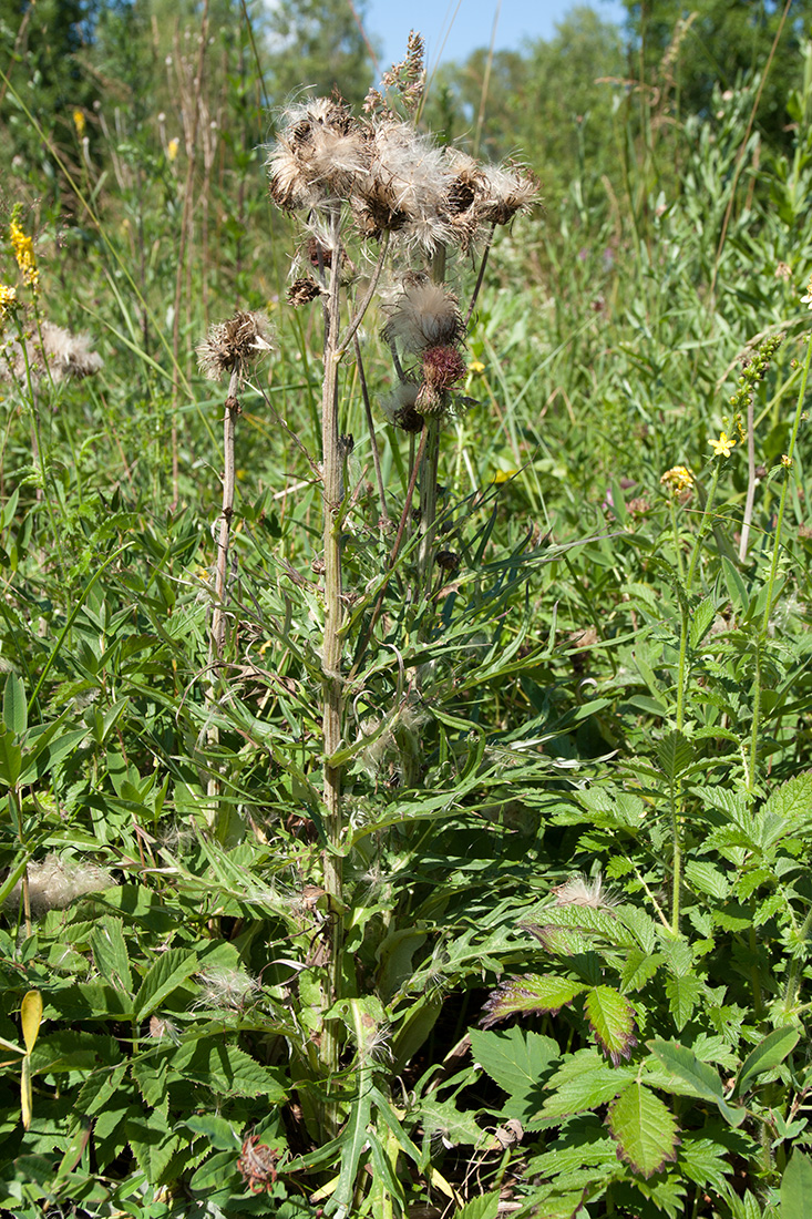 Image of Cirsium heterophyllum specimen.