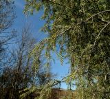Juniperus deltoides. Часть кроны. Крым, Байдарская долина, гора Лысая. 04.11.2018.