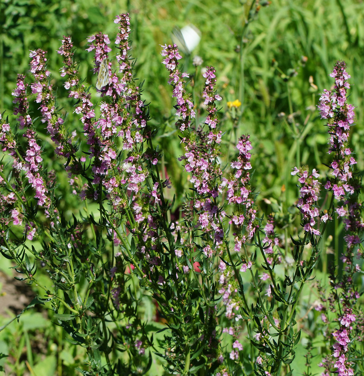 Image of Hyssopus officinalis specimen.