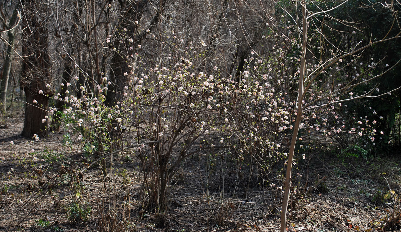 Image of Viburnum farreri specimen.