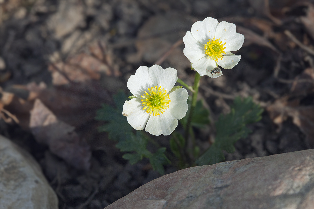 Изображение особи Ranunculus alpestris.