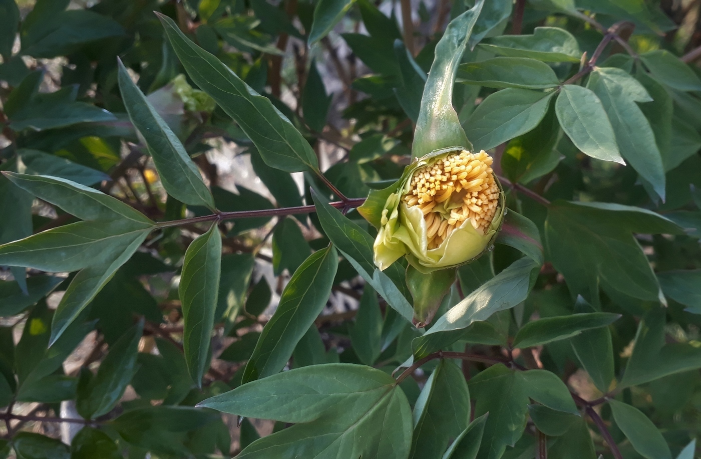 Image of Paeonia suffruticosa specimen.