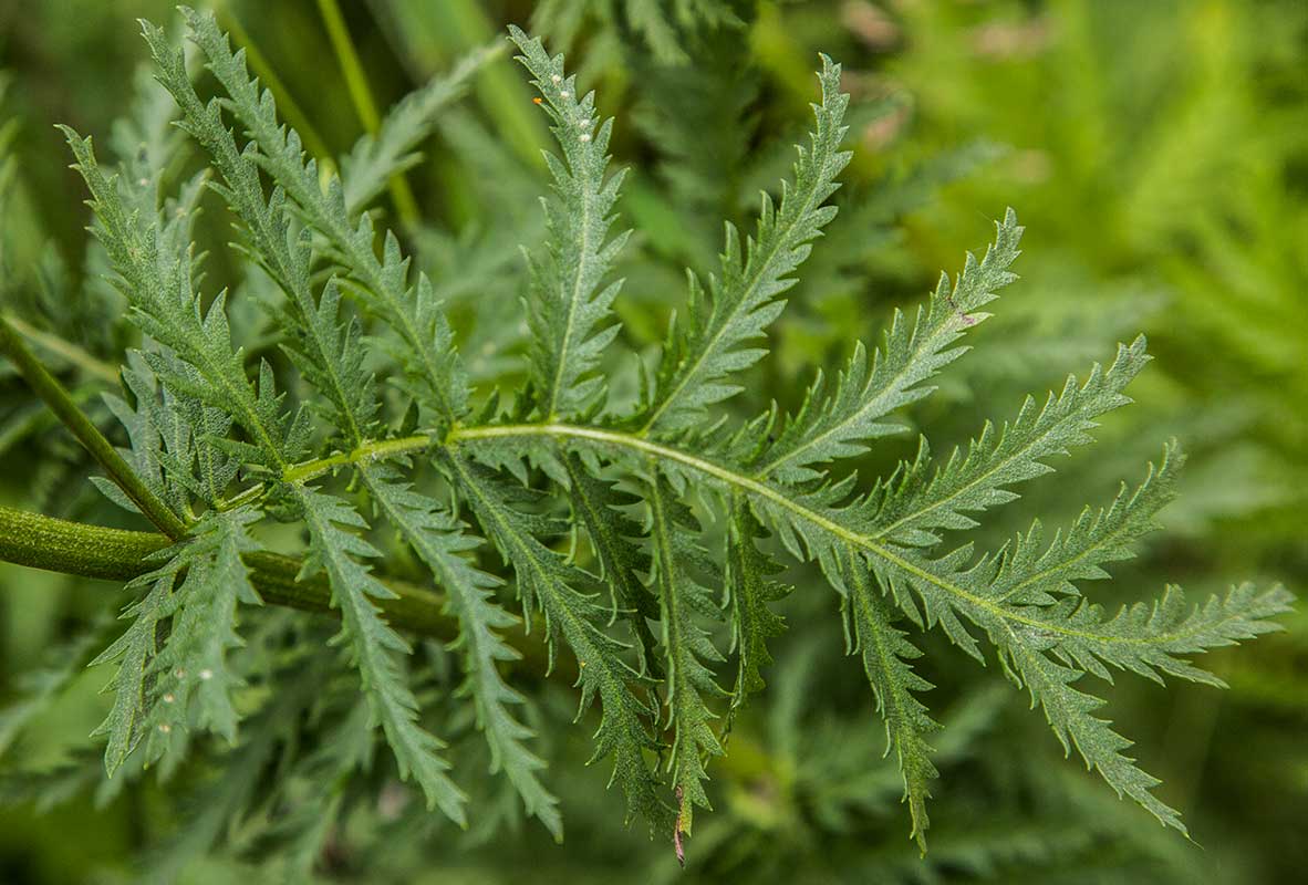 Image of Tanacetum vulgare specimen.