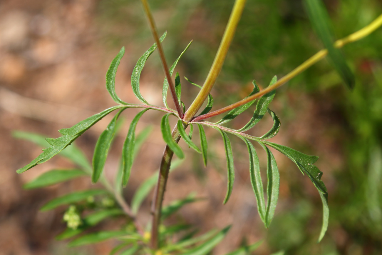 Изображение особи Patrinia rupestris.