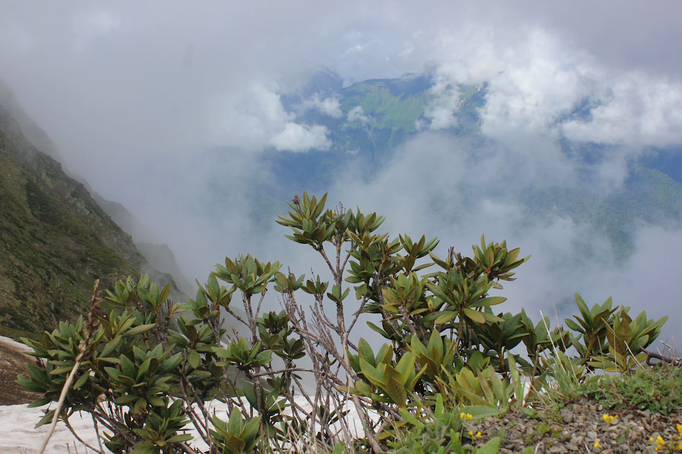 Изображение особи Rhododendron caucasicum.