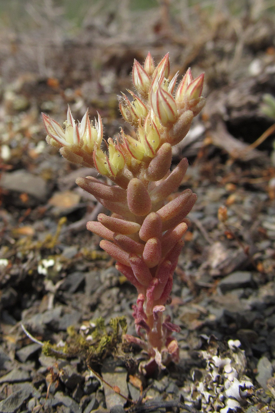 Image of Sedum rubens specimen.