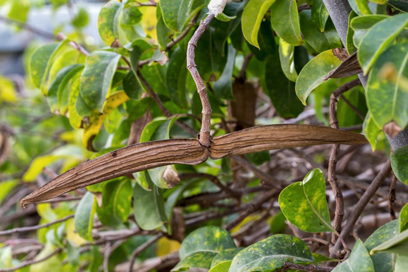 Изображение особи Cryptostegia madagascariensis.