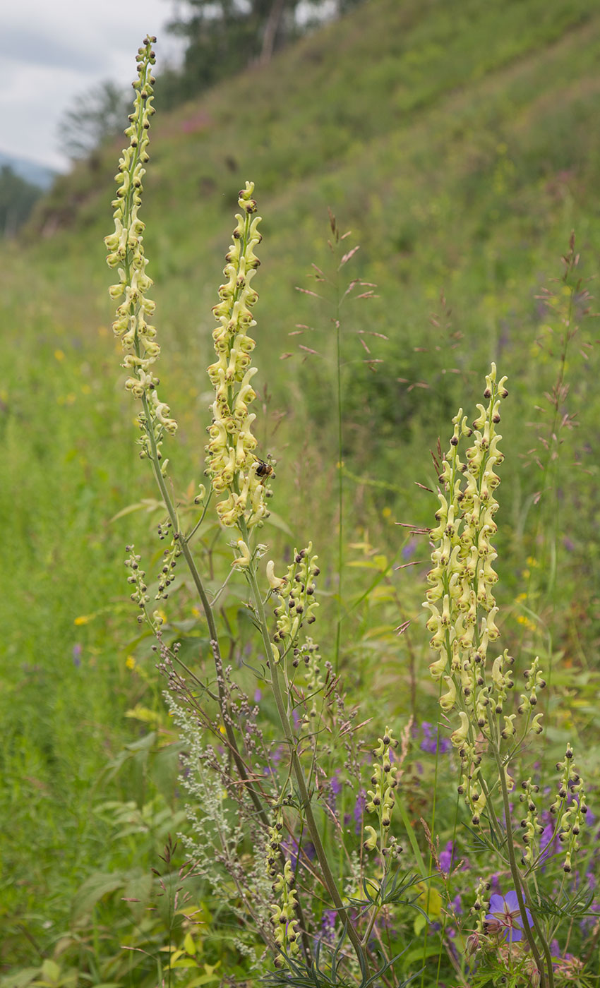 Image of Aconitum barbatum specimen.