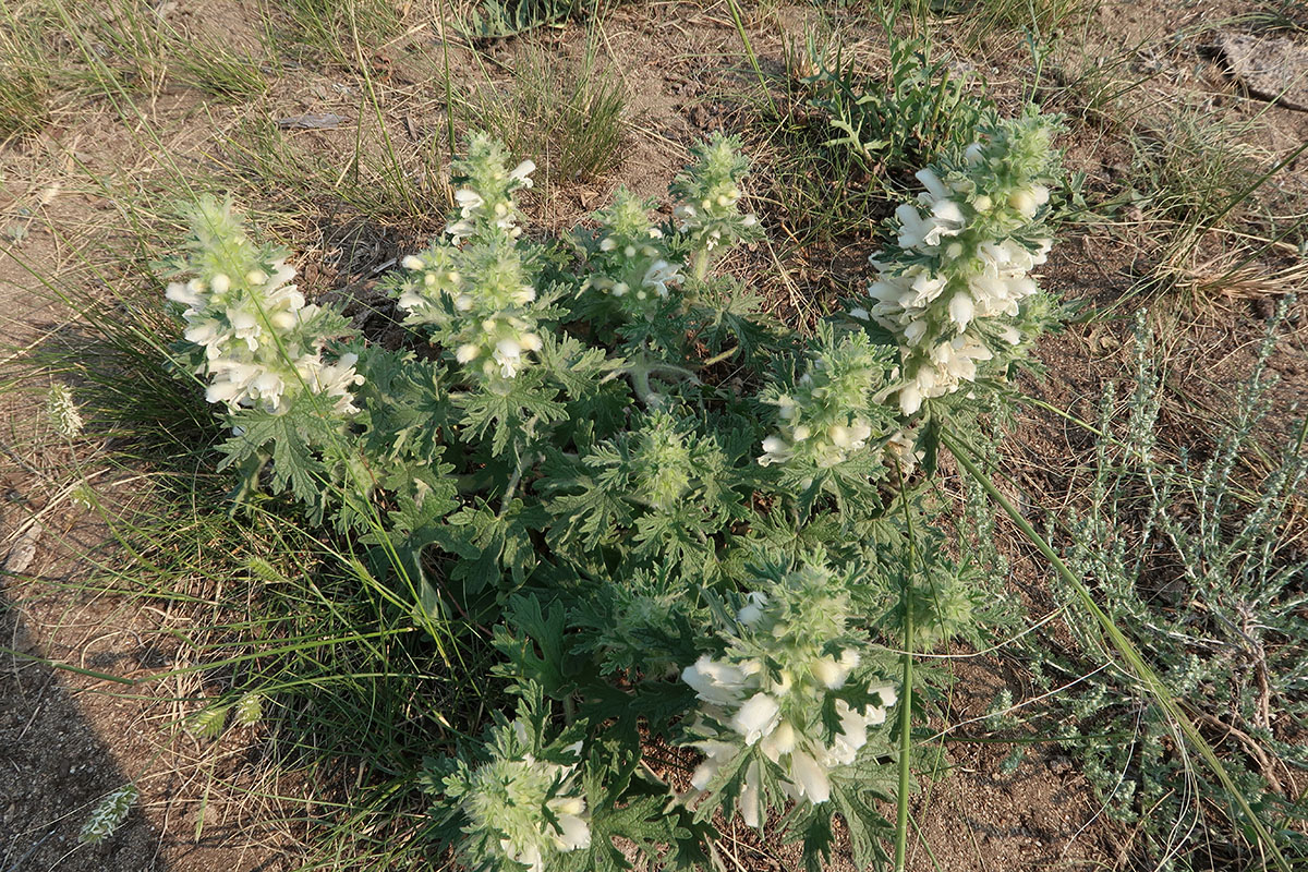 Image of Panzerina lanata specimen.