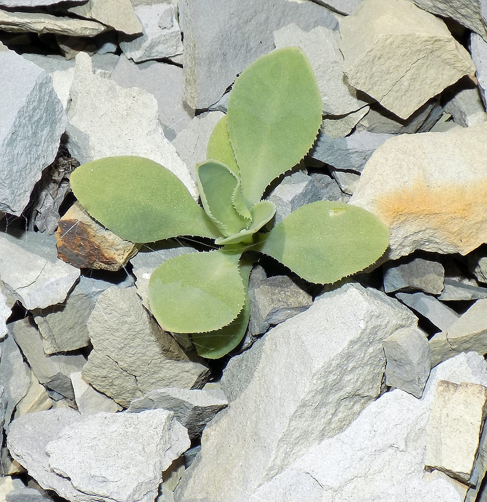 Image of Oberna crispata specimen.