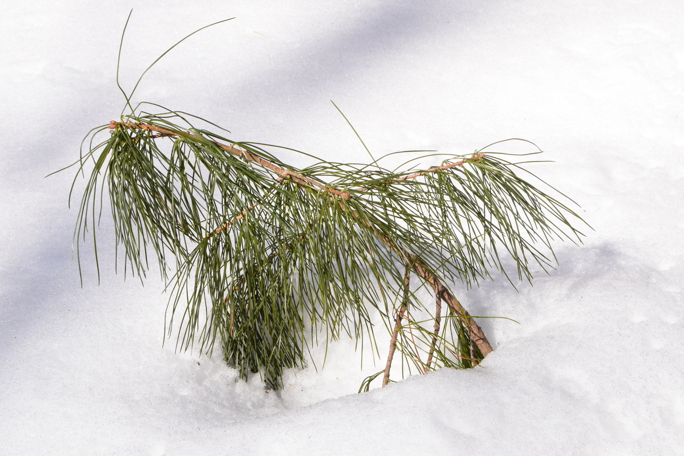 Изображение особи Pinus koraiensis.