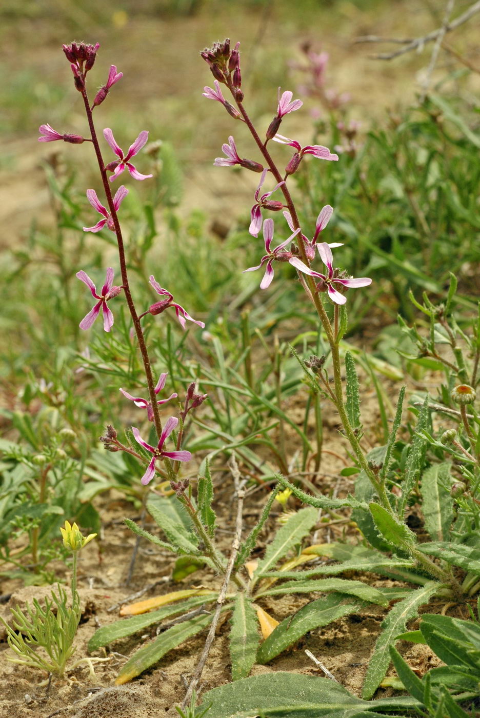 Image of Strigosella grandiflora specimen.