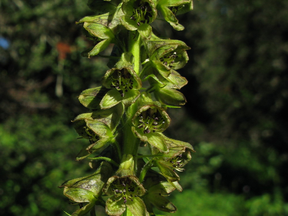 Image of Aconitum sajanense specimen.