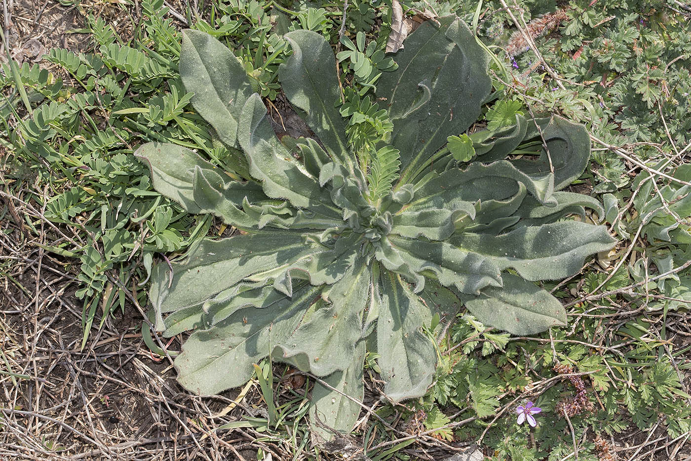 Изображение особи род Echium.