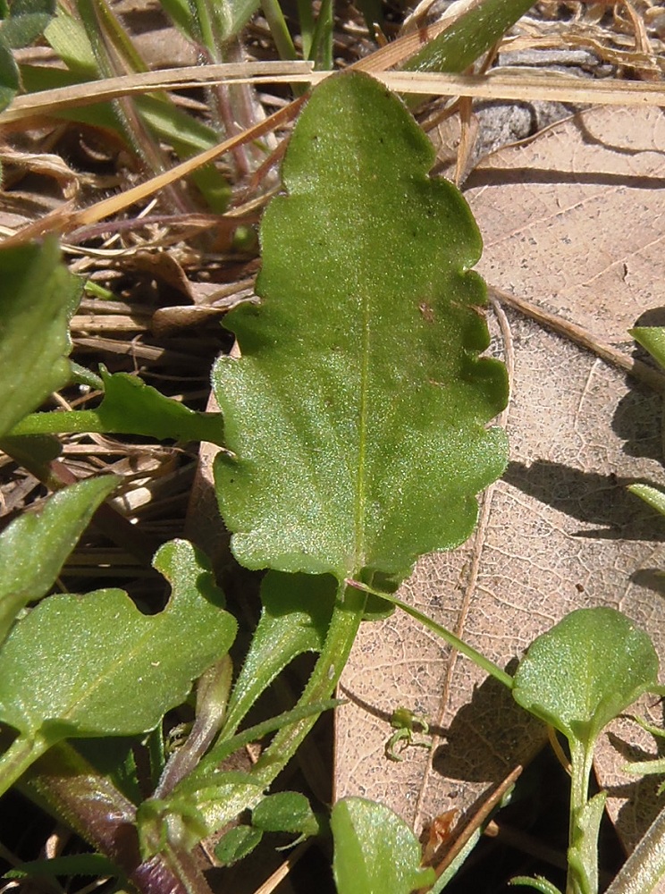 Image of Viola &times; contempta specimen.