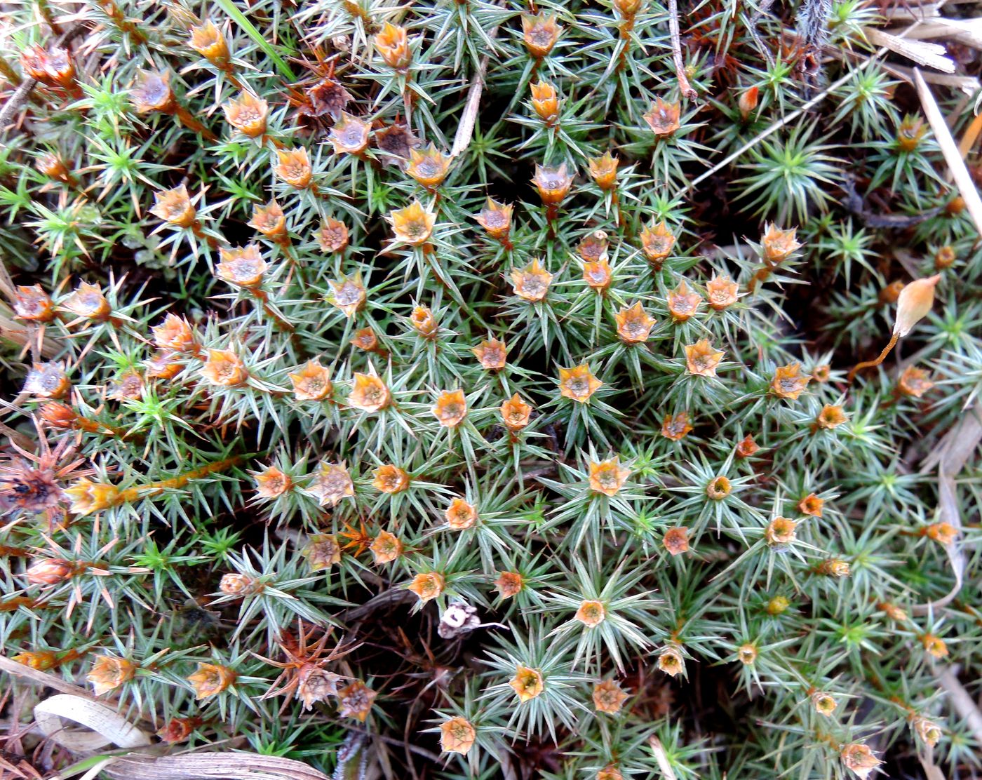 Изображение особи Polytrichum juniperinum.