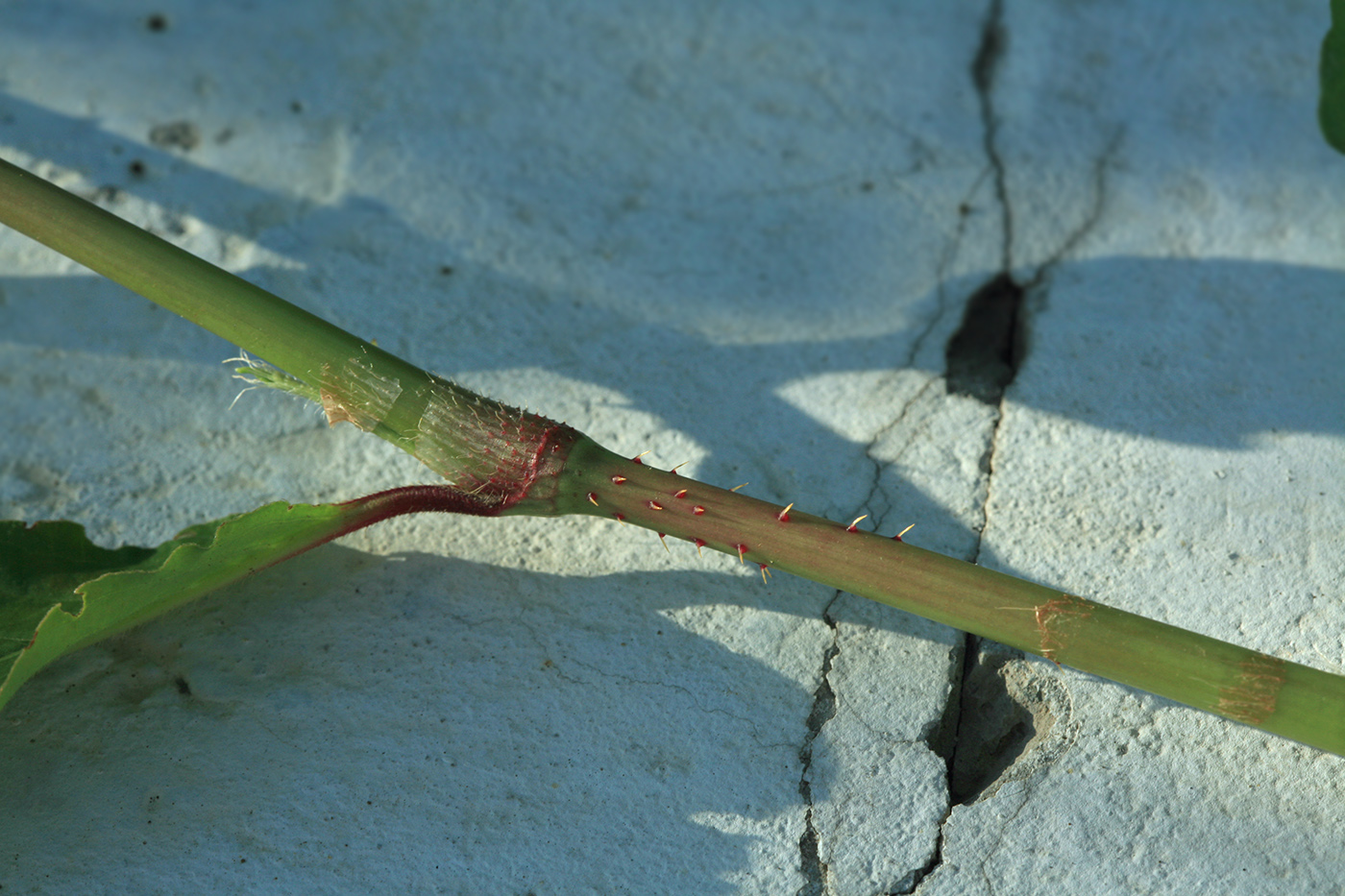 Image of Persicaria bungeana specimen.