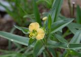 Commelina africana. Соцветие с бутоном и цветком на верхушке веточки. Намибия, регион Khoma, ок. 40 км западнее г. Виндхук, \"Eagle Rock Guest Farm\"; плато Khomas, ок. 1900 м н. у. м., саванновое редколесье. 26.02.2020.