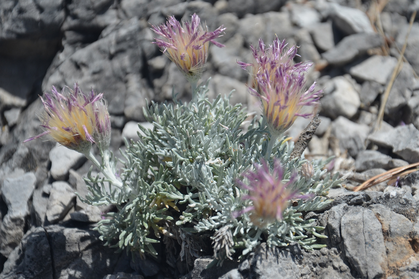 Image of Jurinea pinnata specimen.