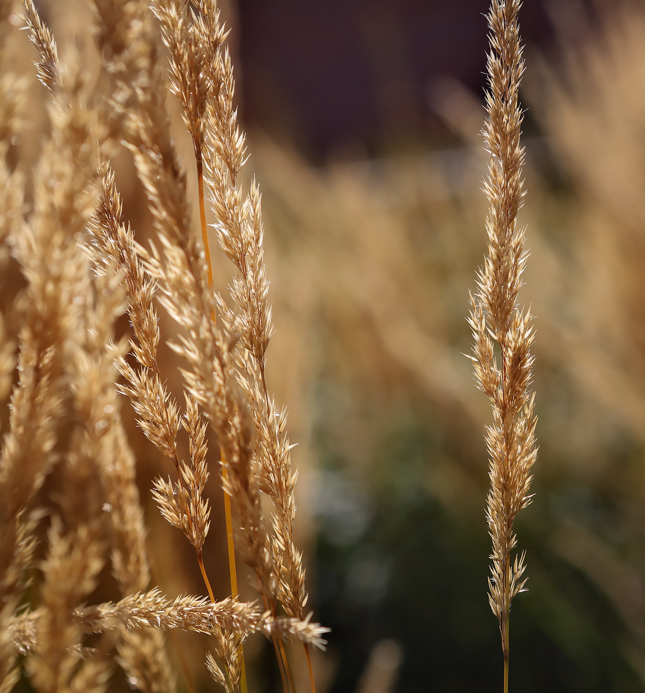 Image of Calamagrostis &times; acutiflora specimen.