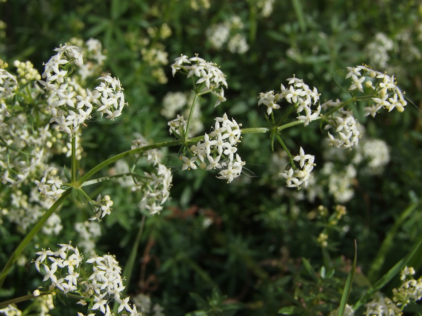 Изображение особи Galium mollugo.