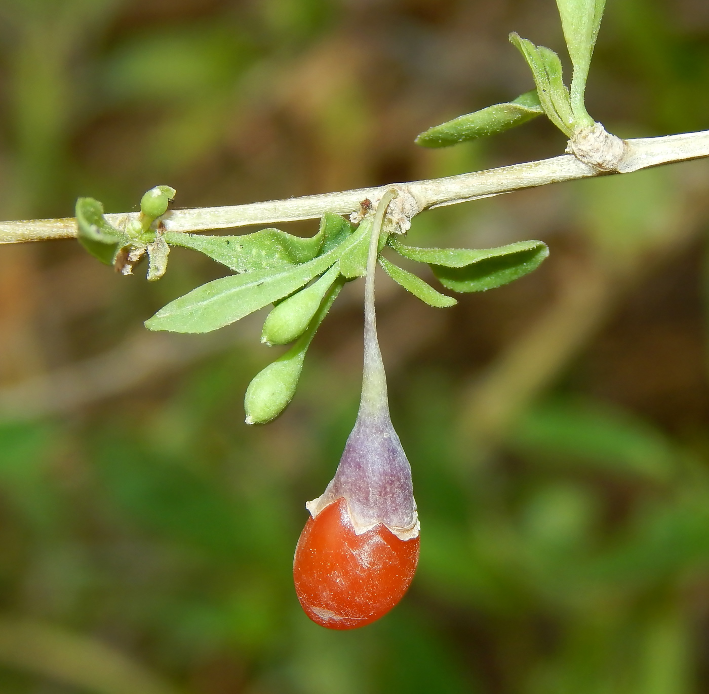 Image of Lycium barbarum specimen.